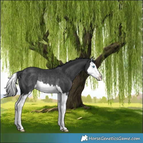 Horse Color:Black Splash Rabicano 