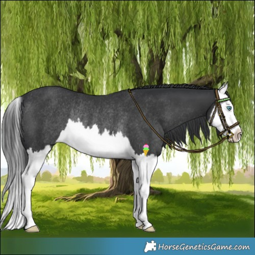 Horse Color:Black Splash Rabicano