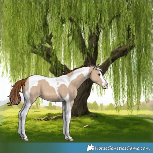 Horse Color:Red Dun Splash Tobiano 
