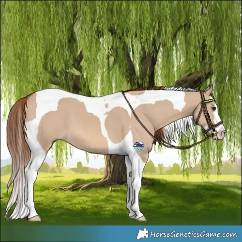 Horse Color:Red Dun Splash Tobiano