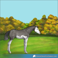 Horse Color:Grullo Splash Rabicano 