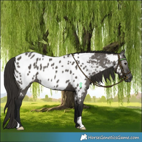 Horse Color:Gray Smoky Grullo Blanket