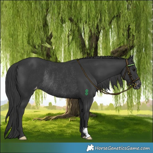Horse Color:Black Varnish Rabicano 