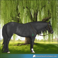 Horse Color:Black Varnish Rabicano 