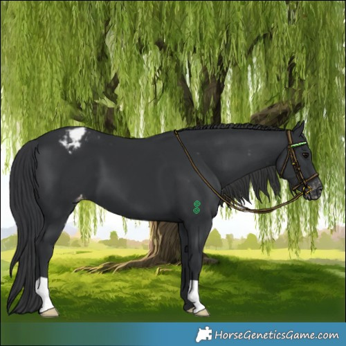 Horse Color:Black Varnish