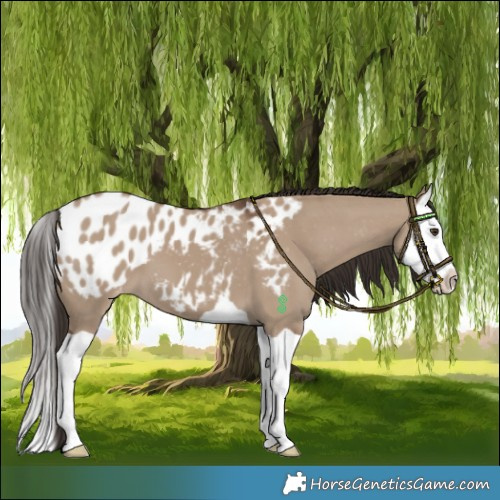 Horse Color:Liver Red Dun Splash Varnish