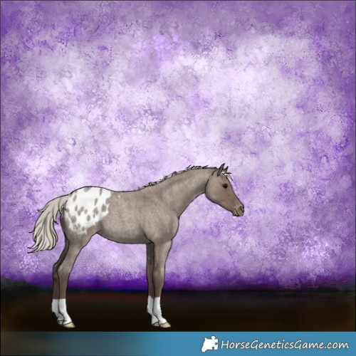 Horse Color:Silver Grullo Roan Appaloosa Brindle