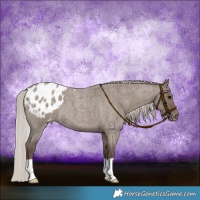 Horse Color:Silver Grullo Roan Varnish Brindle 