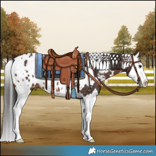 Horse Color:White Spotted Brown Splash Blanket