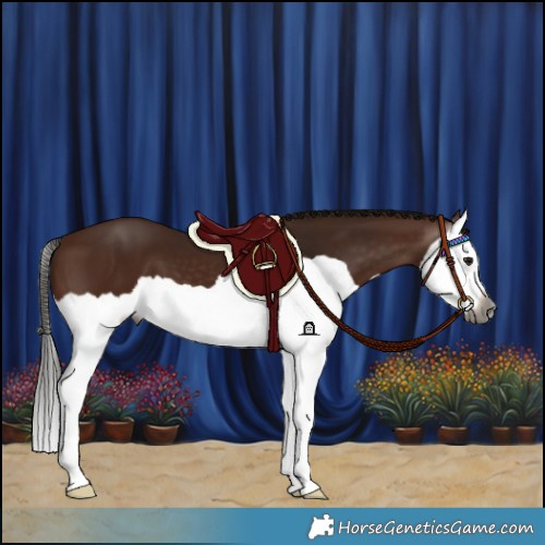 Horse Color:Gray Bay Splash 