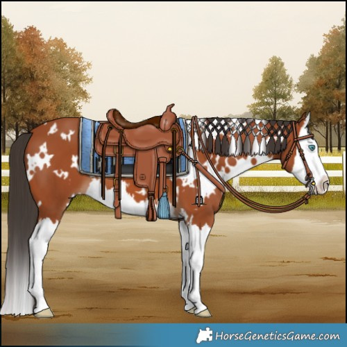 Horse Color:White Spotted Bay Splash 