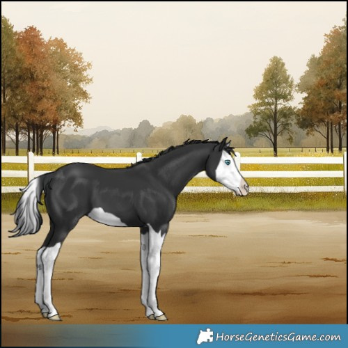 Horse Color:Black Splash 