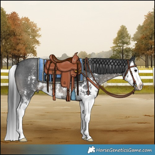 Horse Color:Black Sabino Splash 
