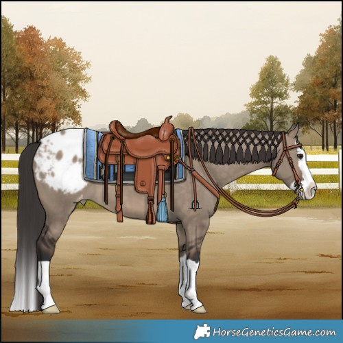 Horse Color:Brown Dun Splash Varnish