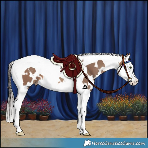 Horse Color:White Spotted Sable Champagne Splash Tobiano 