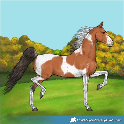 Horse Color:Bay Sabino Tobiano 