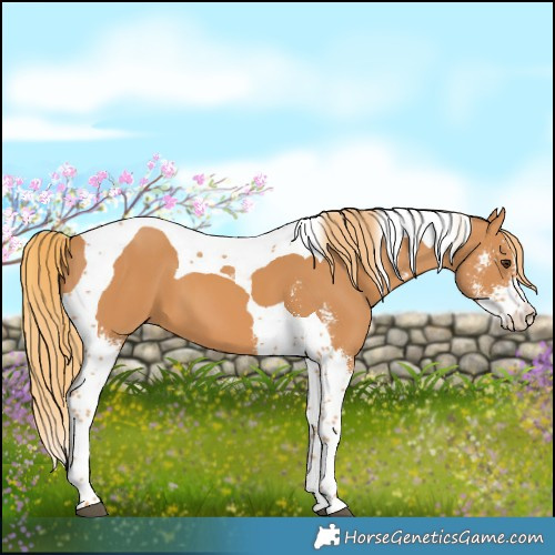 Horse Color:Chestnut Sabino Tobiano 