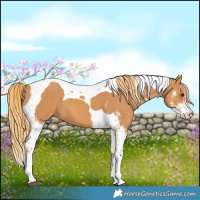 Horse Color:Chestnut Sabino Tobiano