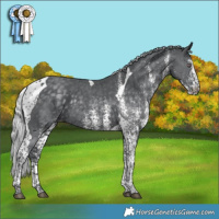 Horse Color:White Spotted Silver Black Chinchilla Tobiano