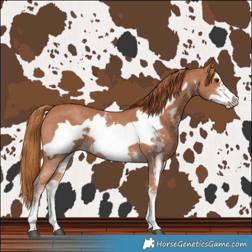 Horse Color:Chestnut Sabino Frame 