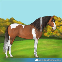 Horse Color:Bay Splash Tobiano Rabicano 