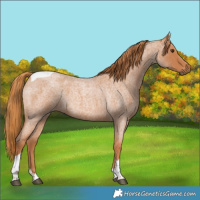 Horse Color:Red Roan Tobiano Rabicano