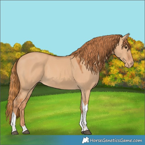 Horse Color:Red Dun Tobiano Varnish Rabicano 