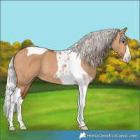 Horse Color:Silver Bay Dun Splash Tobiano Rabicano 