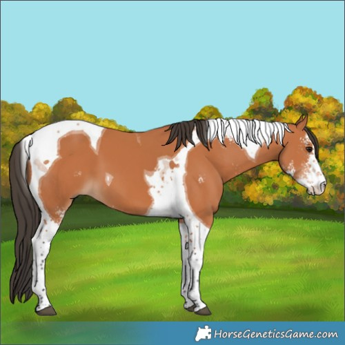 Horse Color:Bay Sabino Tobiano