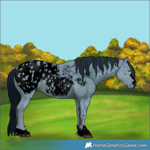 Horse Color:ERROR: UNKNOWN ANOMALY