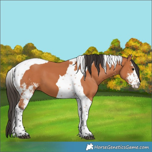 Horse Color:Bay Sabino Tobiano 