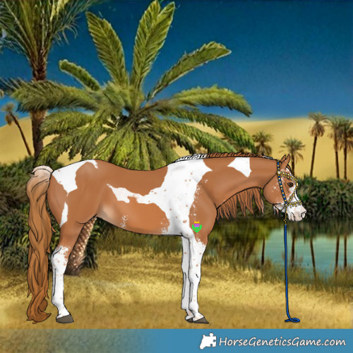 Horse Color:Chestnut Sabino Tobiano
