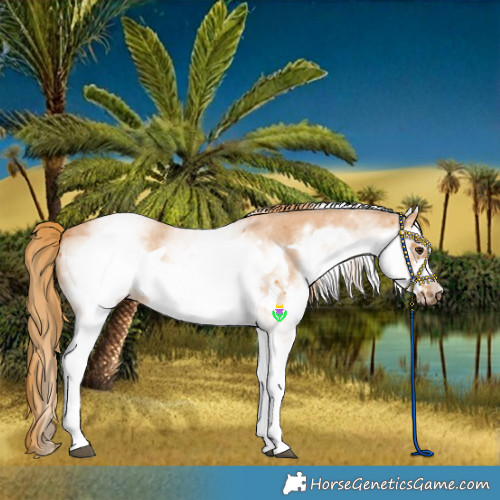 Horse Color:White Spotted Chestnut Sabino Frame 