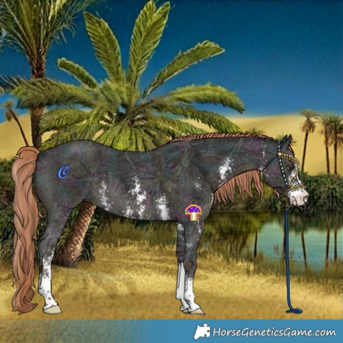 Horse Color:Midnight Liver Chestnut Ice Sabino
