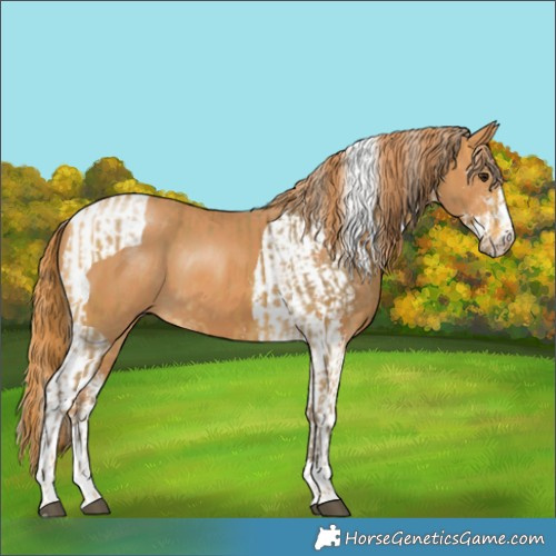 Horse Color:Silver Buckskin  and Chestnut Sabino Tobiano 