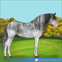 Horse Color:Powder White White Spotted Black