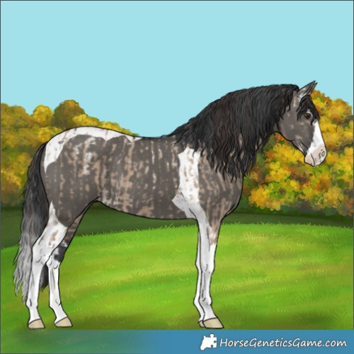 Horse Color:Powder White Liver Red Dun Splash and Grullo Splash Tobiano