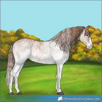 Horse Color:White Spotted Chestnut Splash and White Spotted Red Dun Splash