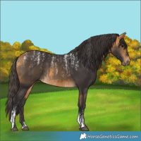 Horse Color:Buckskin Tobiano  and Powder White Buckskin 