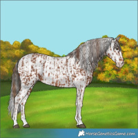 Horse Color:Powder White Chestnut  and White Spotted Black 