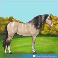 Horse Color:Powder White Bay Dun 