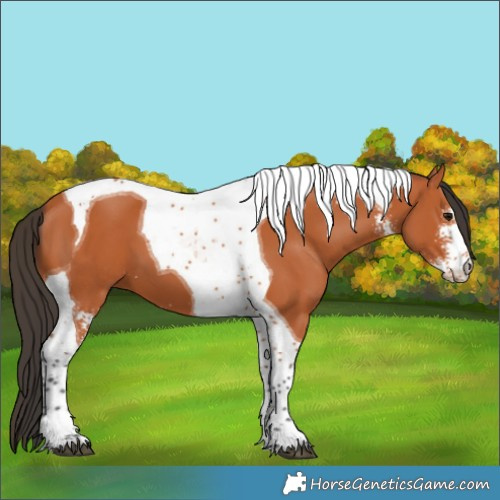 Horse Color:Bay Sabino Tobiano
