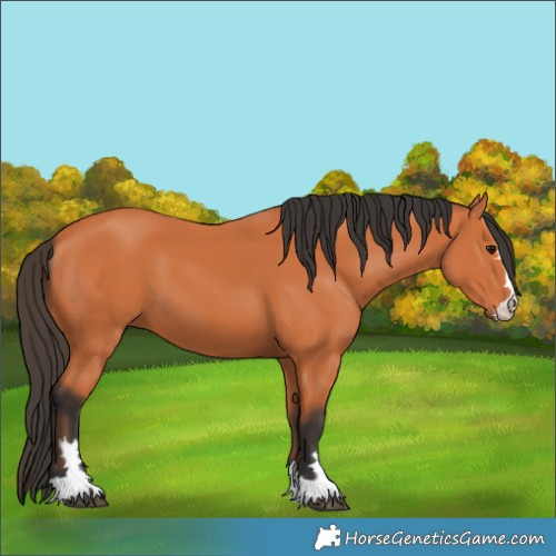 Horse Color:Bay 