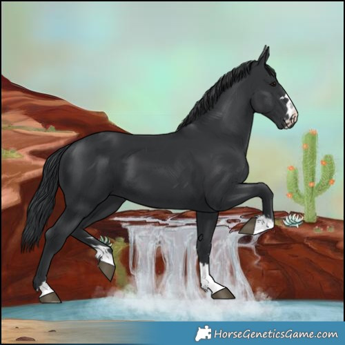 Horse Color:Black 