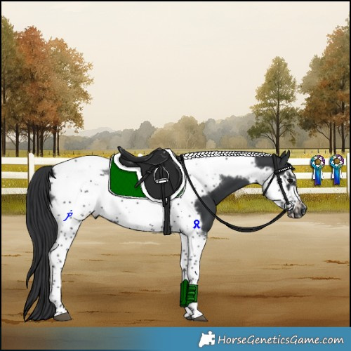 Horse Color:Black Sabino Tobiano Frame 