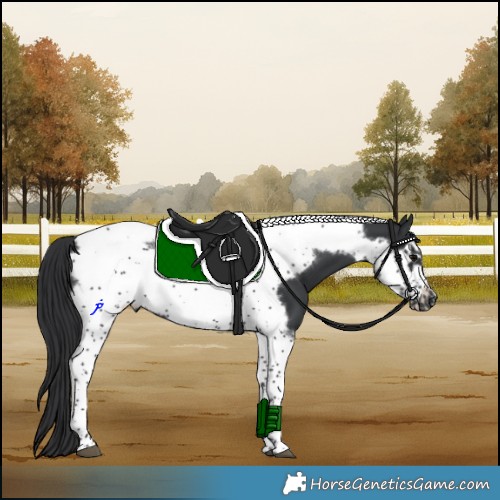 Horse Color:Black Sabino Tobiano Frame 