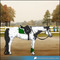 Horse Color:Black Sabino Tobiano Frame