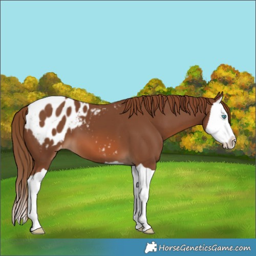 Horse Color:Chestnut Splash Blanket 