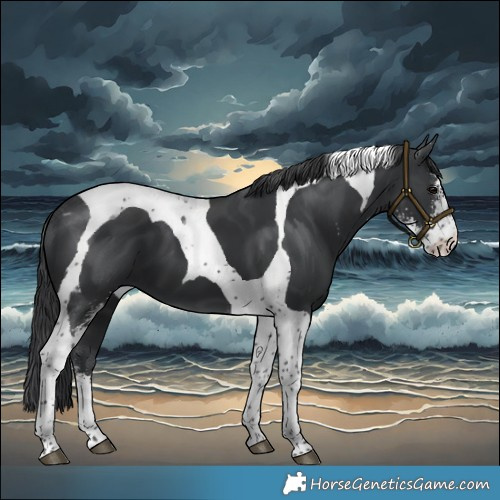 Horse Color:Black Sabino Tobiano 