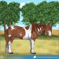Horse Color:Chestnut Sabino Tobiano 